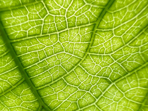 istock Close-up shot of green leaf texture, pattern background 1540196343