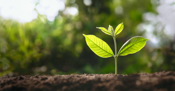 small tree growing with sunshine in garden. eco concept small tree growing with sunshine in garden. eco concept sapling stock pictures, royalty-free photos & images