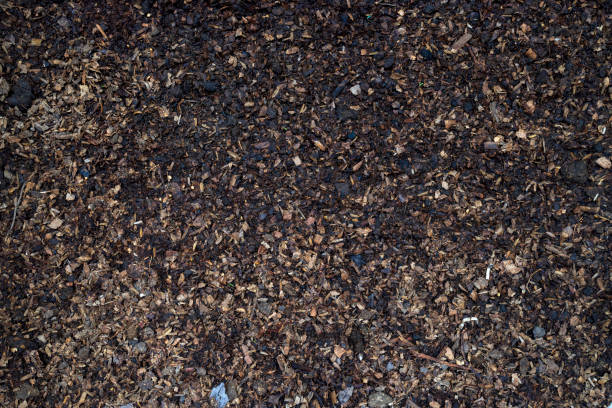 istock Top View Soil Texture. Fertile Soil for Growing Vegetables 1540197559