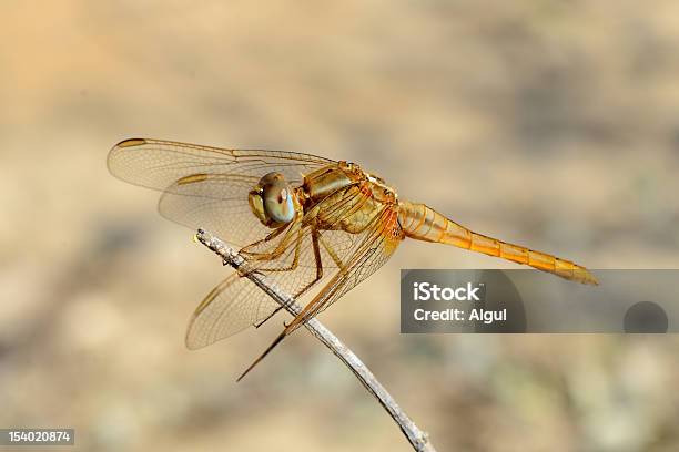 Dragonfly Stock Photo - Download Image Now - Animal, Animal Body, Animal Body Part