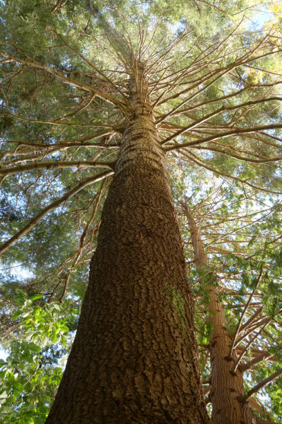 istock Looking up at a beautiful tree at Whytecliff Park 1540214904