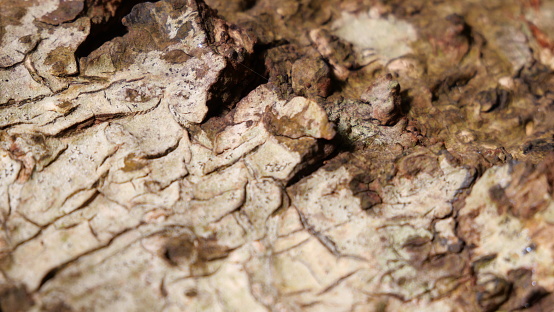 Close-up of the bark of an old sugar maple tree