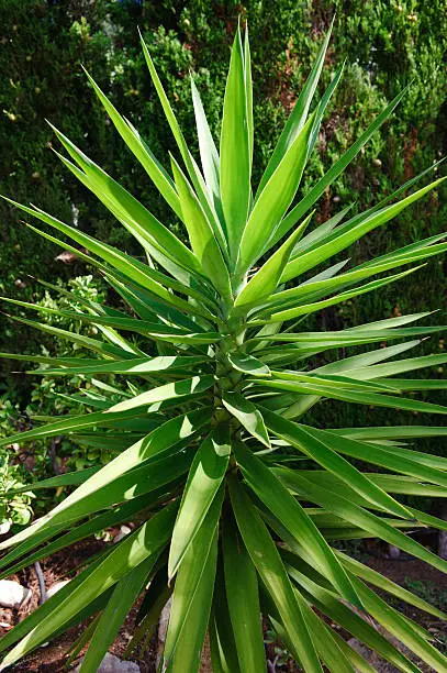 Extremely green and giant yucca plant.