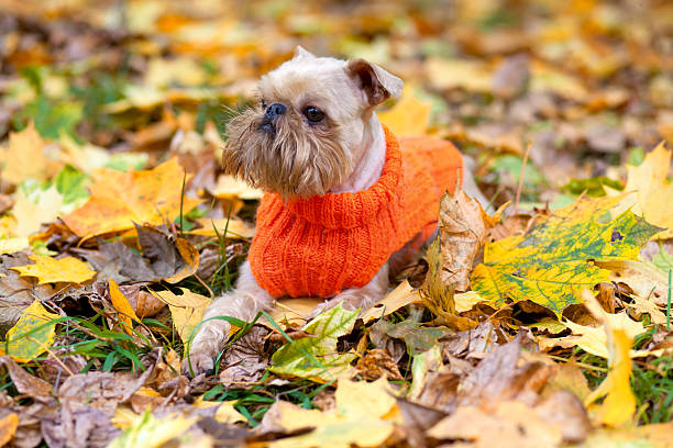 istock Dog and autumn. 154022478