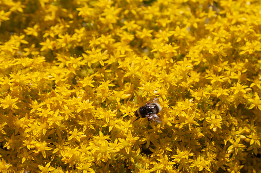 A bumblebee pollinates a stonecrop blooming in the garden.