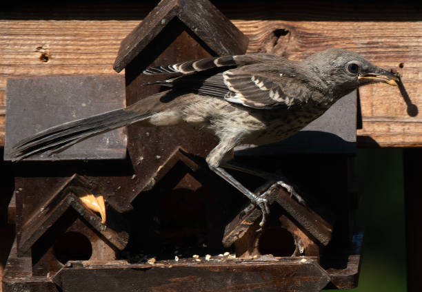 istock Northern Mockingbird on the birdhouse roof 1540246185