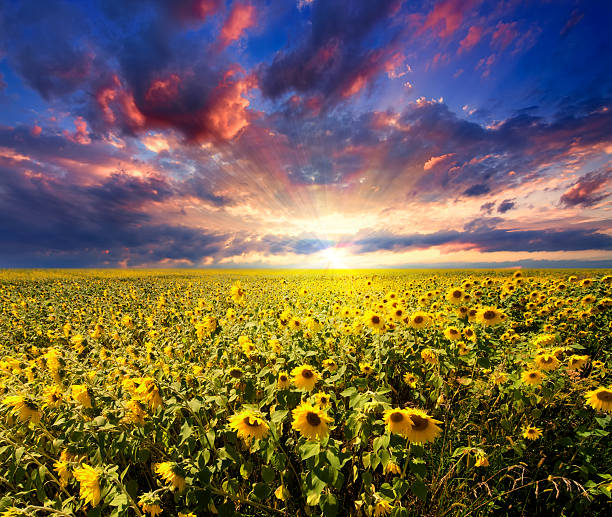 istock Sunset over sunflowers field 154024743