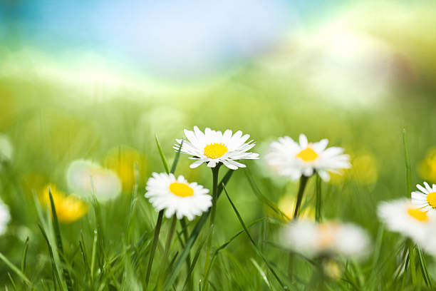istock White and yellow daisies blooming in the grass 154025346