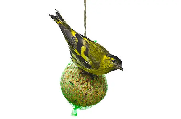 Eurasian siskin feeding on a giant fat ball with seeds isolated on white