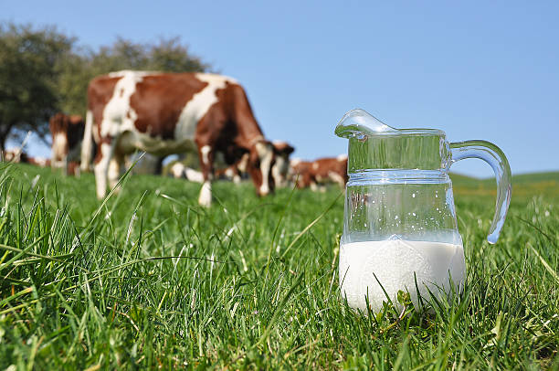 Milk jug in grass with cows. Emmental region, Switzerland Jug of milk against herd of cows. Emmental region, Switzerland 490 stock pictures, royalty-free photos & images