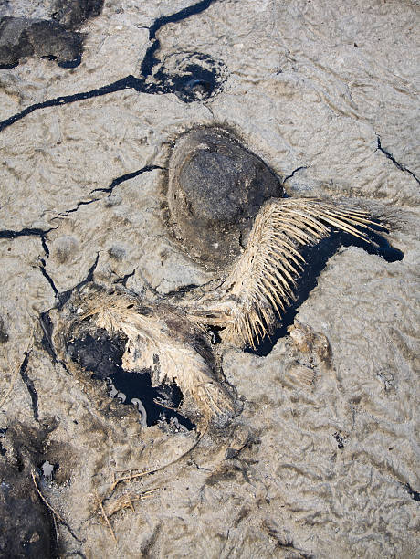 istock oil spill dead bird 154027080
