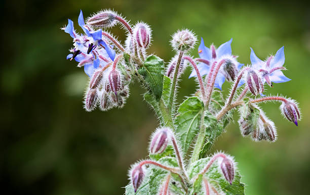 istock Blue Borage flowers 154027153