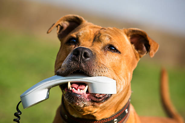 Dog with a phone Staffordshire Bull Terrier with a phone animal call photos stock pictures, royalty-free photos & images