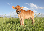 A baby calf standing in a meadow during the day