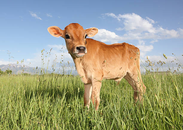 A baby calf standing in a meadow during the day young jersey cow standing in grassy meadow dairy farm photos stock pictures, royalty-free photos & images