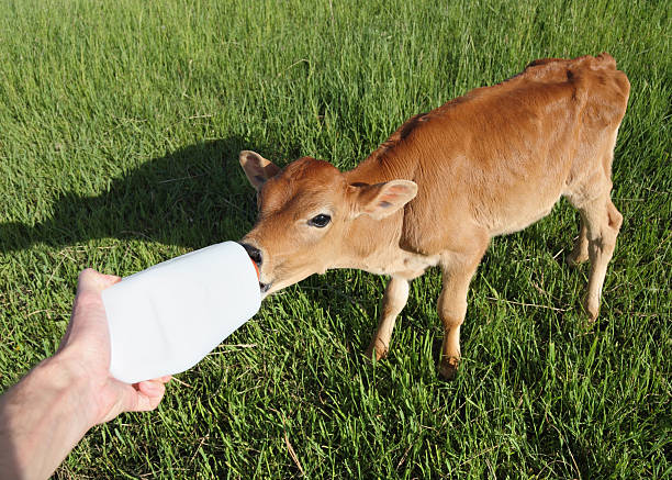 신생아 캘프 및 병 - calf newborn animal cattle farm 뉴스 사진 이미지