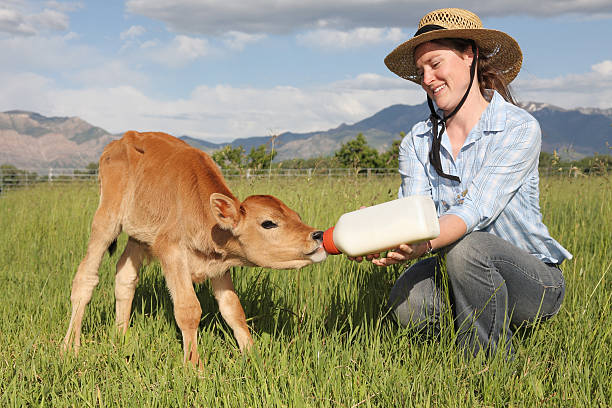 istock woman feeding calf a bottle 154027302