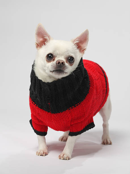 istock large chihauhau dog in sweater 154027377