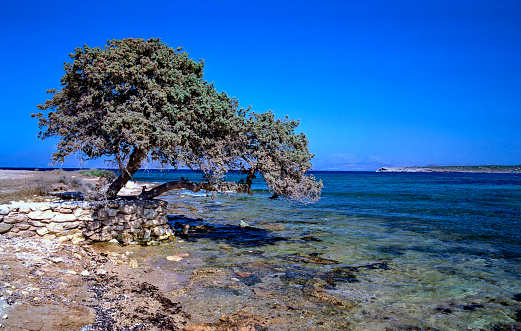 analogue photo of a juniper bent over the sea in Agia Marina beach in Paros