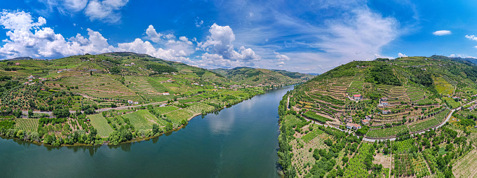 Growing porto grapes during the summer in the Douro Valley - Portugal