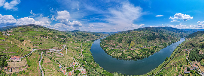 Growing porto grapes during the summer in the Douro Valley - Portugal