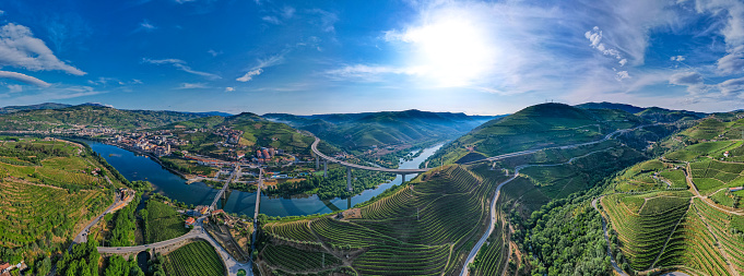 Growing porto grapes during the summer in the Douro Valley - Portugal