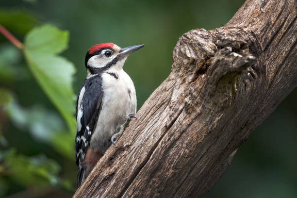 Juvenile woodpecker searching for bugs to eat on rotting log