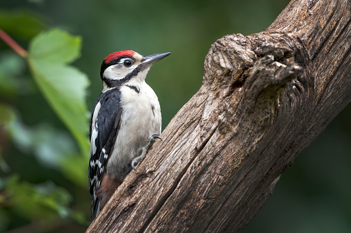 Juvenile woodpecker searching for bugs to eat on an old rotting tree trunk