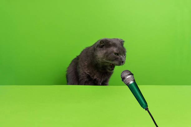 istock A fluffy gray cat screams into a microwave on a green background with copy space. 1540293895
