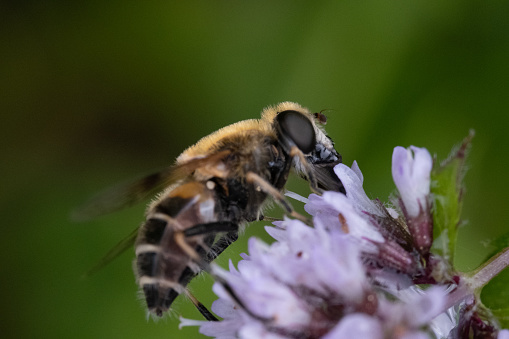 a bee sitting on a flower in the garden. Close up photography of an insect.