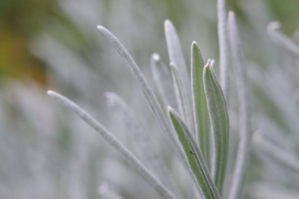 istock lavender in the garden 1540295549
