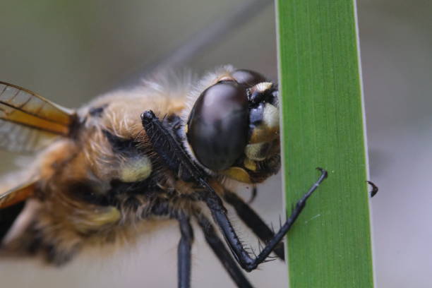 istock close up of eyes from a dragonfly 1540296124