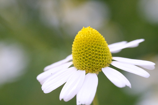 chamomile flower plant in the garden close up