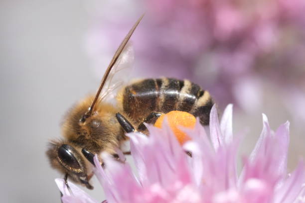 istock bee with pollen at the feets on a pink flower 1540296255