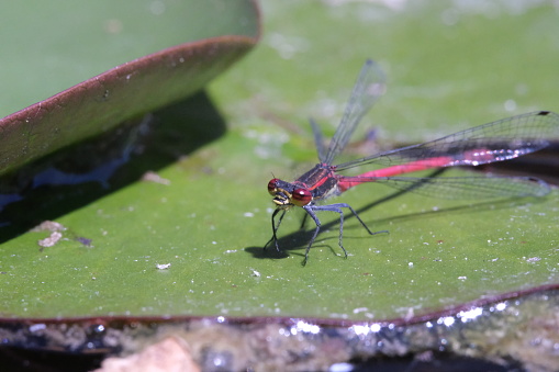 close up of a red dragonfly on a water lily