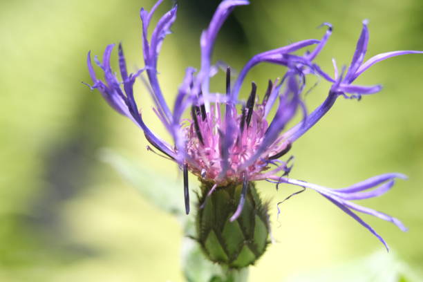 istock purple flower in the garden 1540296686