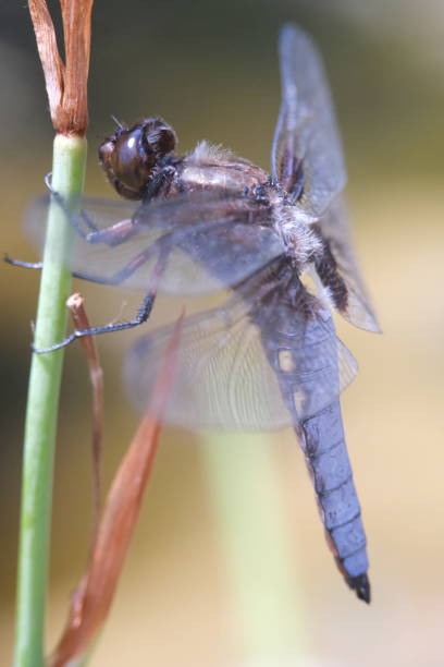 青いトンボを閉じる - wing dragonfly animal eye blue ストックフォトと画像