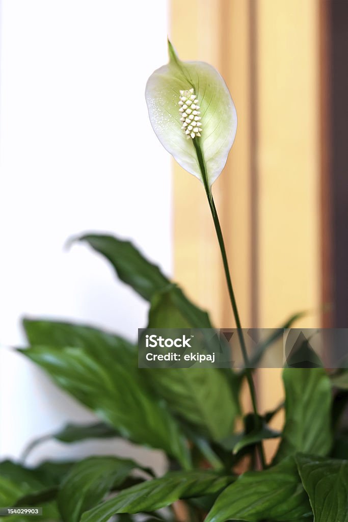 White Spathiphyllum flower Ornamental white Spathiphyllum flower, otherwise known as the peace lily, growing indoors in a pot on a windowsill Flower Stock Photo
