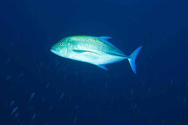 istock blue-fin trevally (Caranx melampygus), Maldives 154029974