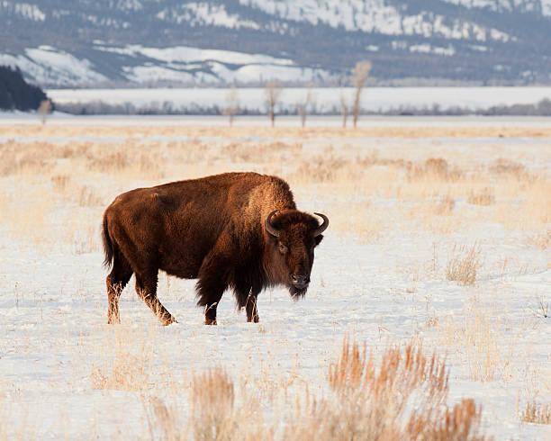 istock Young Winter Bison in the Tetons 154030325