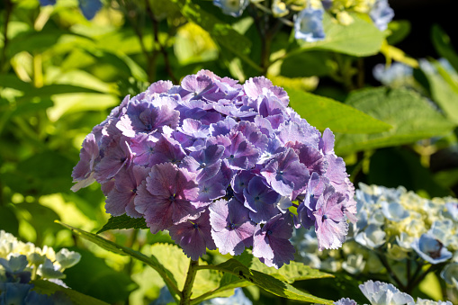 Beautiful pastel blue and purple hydrangea flower plant in a natural garden in sunny day.