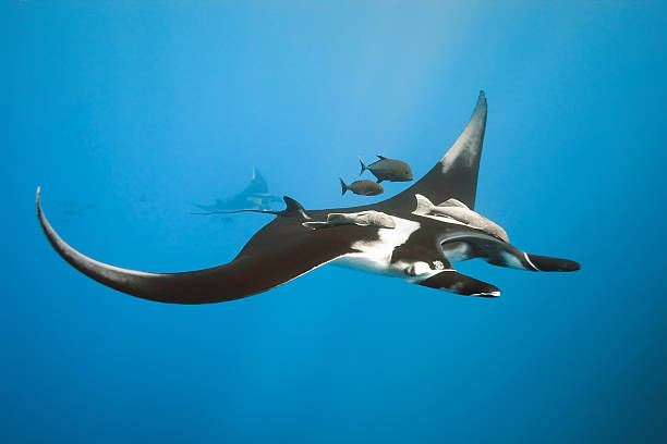 Manta on the blue background stock photo