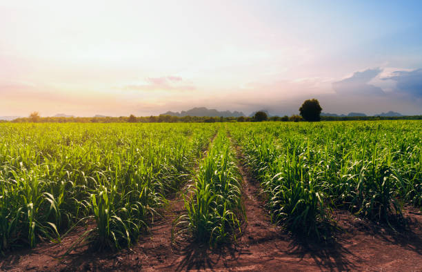 istock Sugarcane growing in the fields in sunset 1540308878