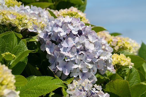 Beautiful pastel blue and purple hydrangea flower plant in a natural garden in sunny day.