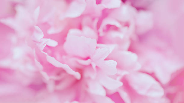 istock Delicate pink peony flower pastel floral panoramic background 1540312181