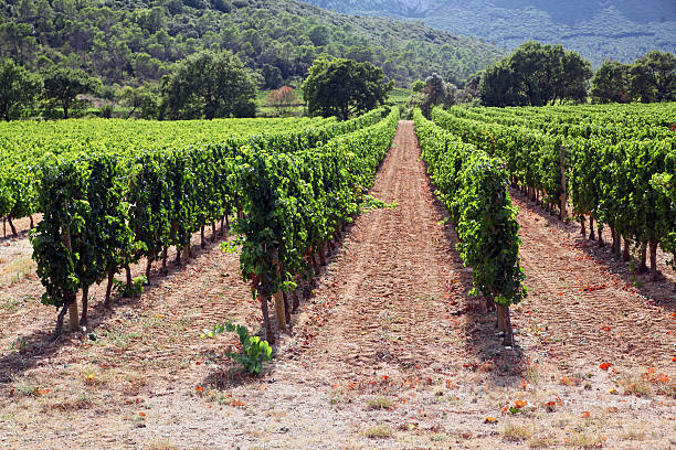 Neat Rows of Vine stock photo