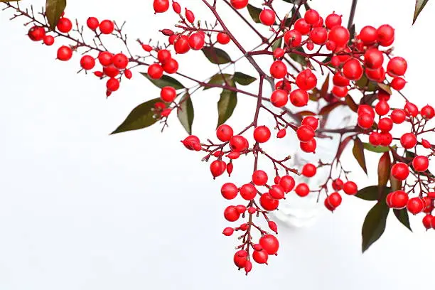 Nandina domestica. red berries of Japanese Sacred Bamboo