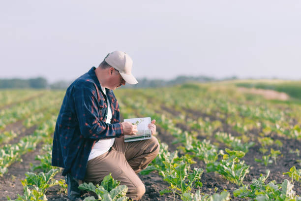 istock A farmer in a sugar beet field holds a weed sample in his hands. 1540320198