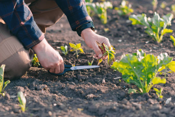 rolnik na polu buraków cukrowych trzyma w rękach próbkę chwastów. - corn corn crop field stem zdjęcia i obrazy z banku zdjęć