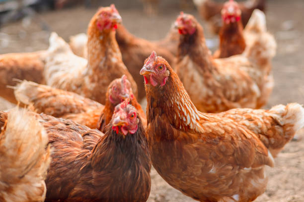 istock Brown chicken in the cage 1540320715